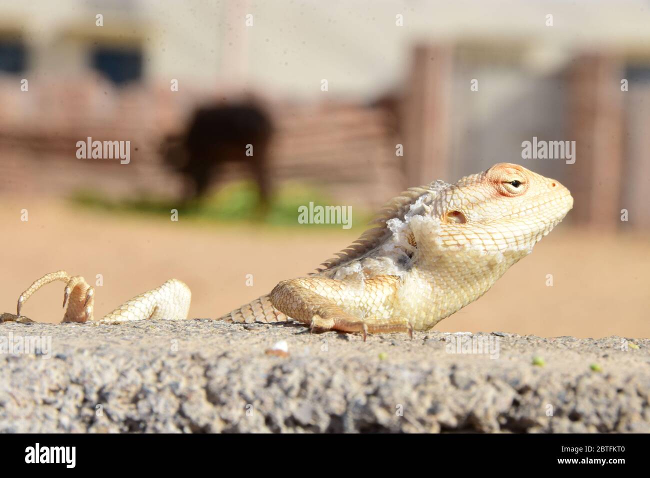 Un camaleonte seduto sul muro in attesa di mangiare Foto Stock