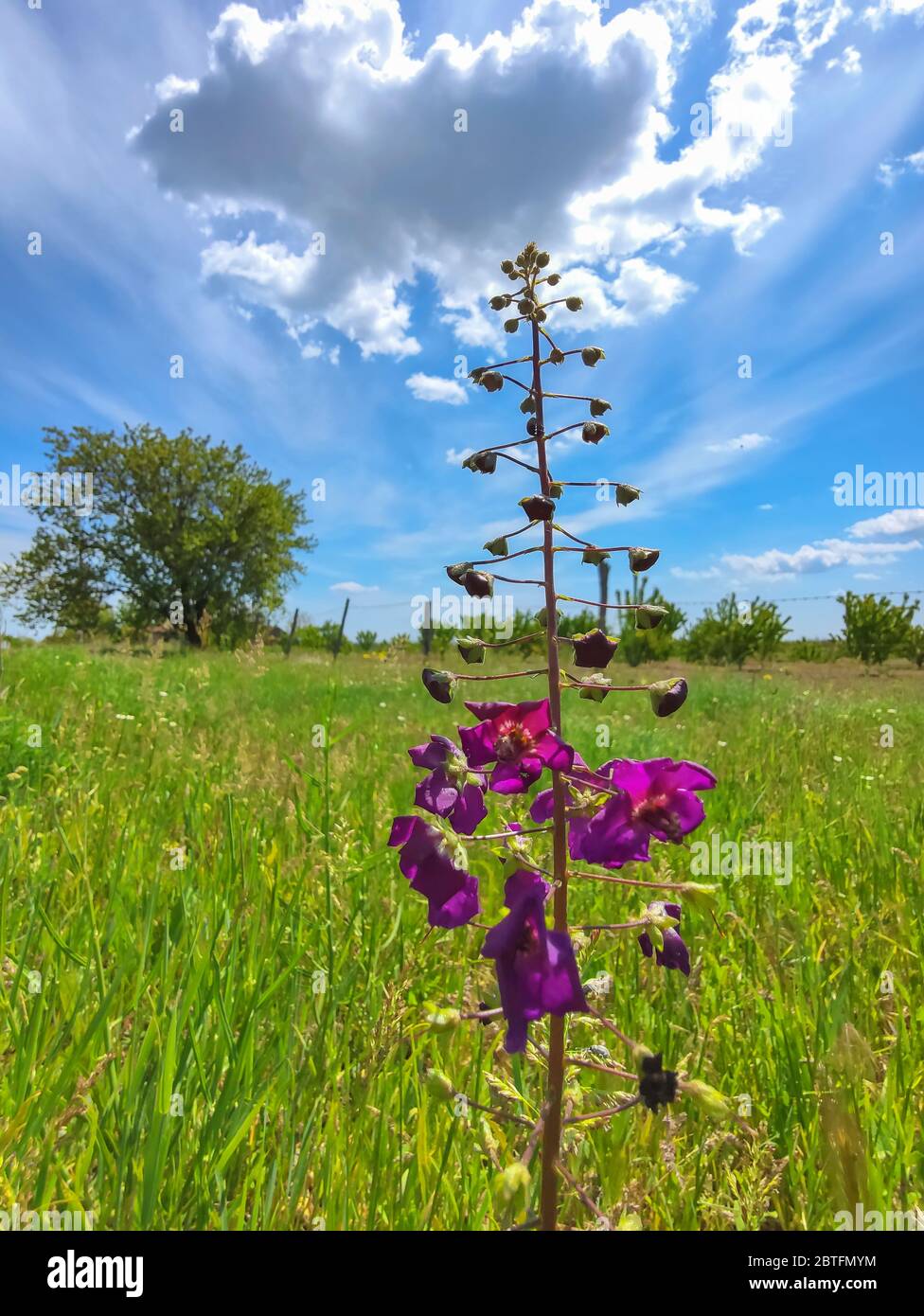 Fiore viola nel campo verde con cielo blu. Sfondo della molla. Foto Stock