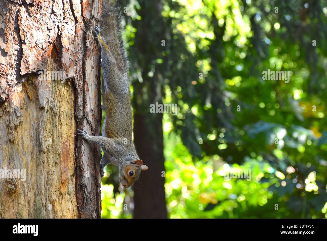 Gli scoiattoli sono piccoli roditori con lunghe code bushy e. occhi grandi che permettono loro di vedere dietro e aiutare si arrampicano sapientemente per evitare i predatori Foto Stock