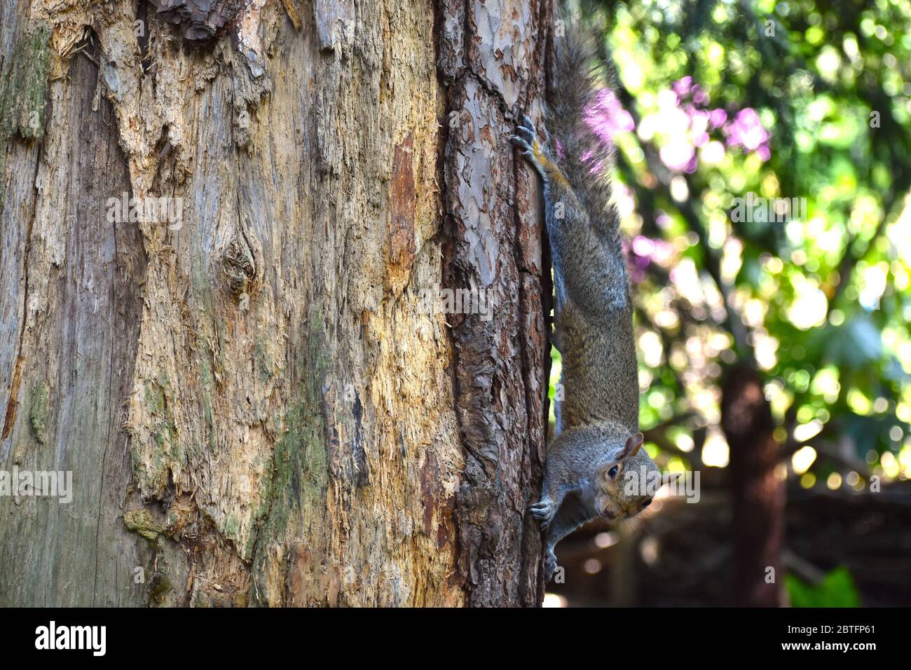 Lo scoiattolo grigio orientale del genere Sciurus ha un mantello d'argento con una faccia bruno e piedi pallidi sotto una coda boscata e piccole orecchie senza ciuffi Foto Stock