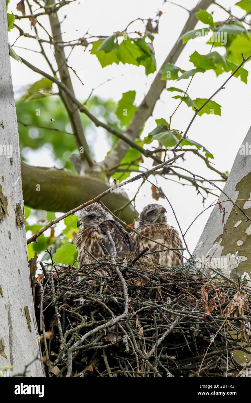 Falco dalla coda rossa - Buteo jamaicensis - i fledglings emergono dal loro nido con piume downy e di volo - attendono il cibo dai loro genitori | Raptor bambini uccello di preda - aka chickenhawk - falco della coda rossa - falconeria Foto Stock