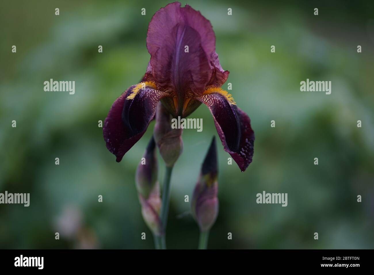 Primo piano di un fiore iris viola scuro con barba gialla Foto Stock