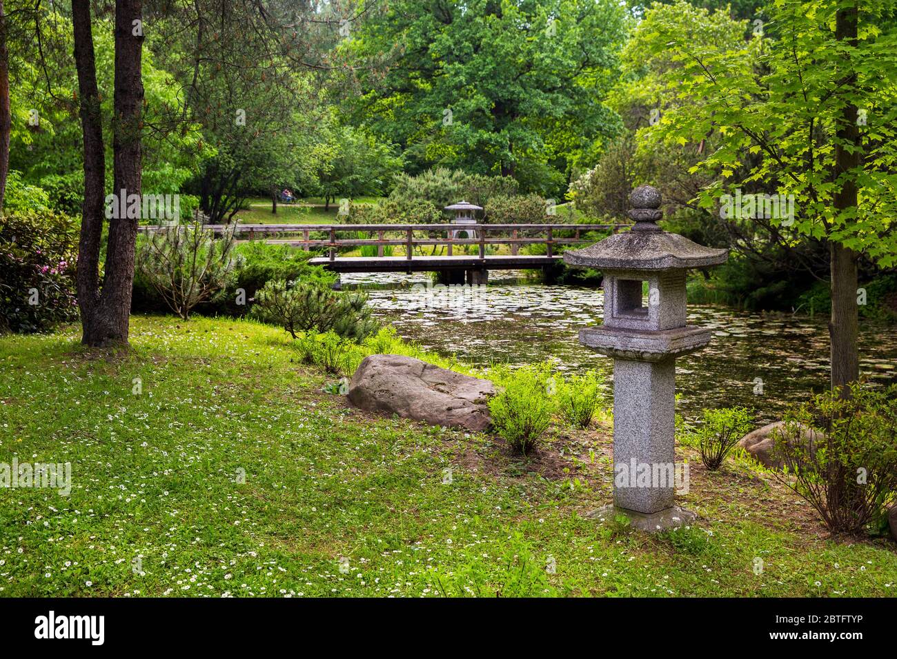 Rododendri in fiore nel giardino giapponese di Mosca e ponte di legno sullo sfondo e stagno e cespugli di ginepro cosacco Foto Stock