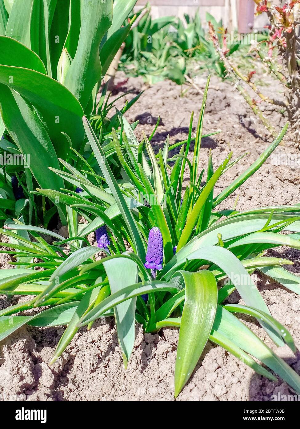 Giacinto di uva armeno o giacinto di uva da giardino della famiglia Asparagaceae. Fiori blu a forma di biglia con frange bianche di Muscari armeniacum Foto Stock