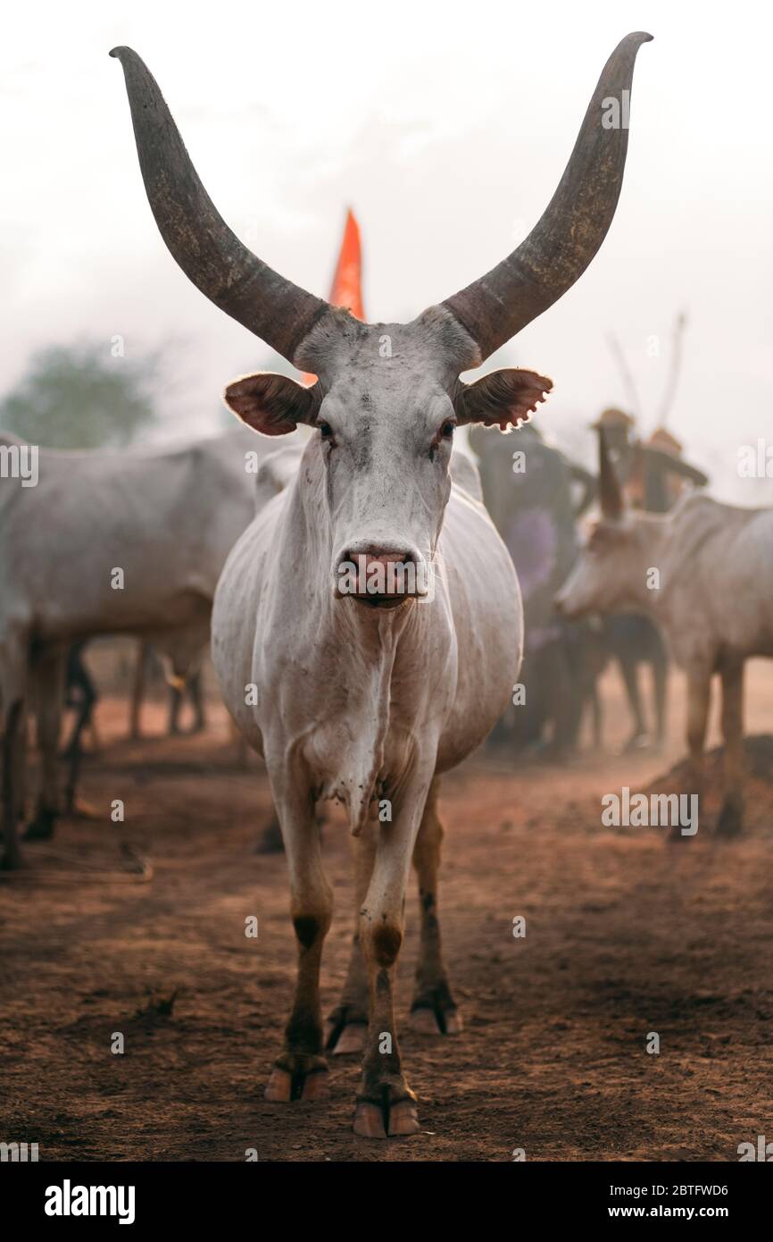 Mucca africana bianca con corna enormi Foto Stock