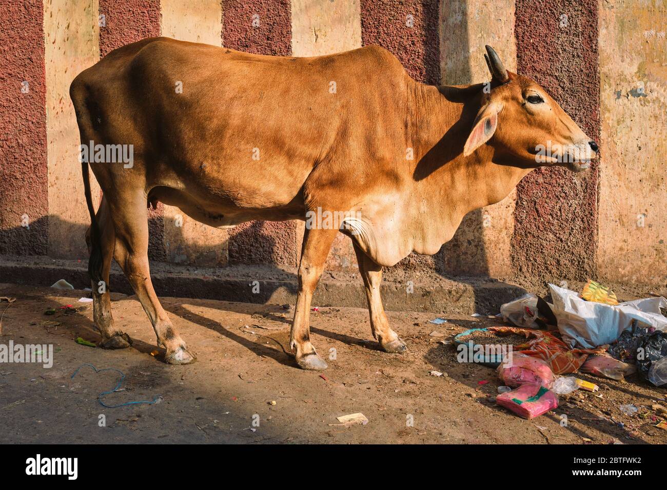 Mucca nella strada dell'India Foto Stock