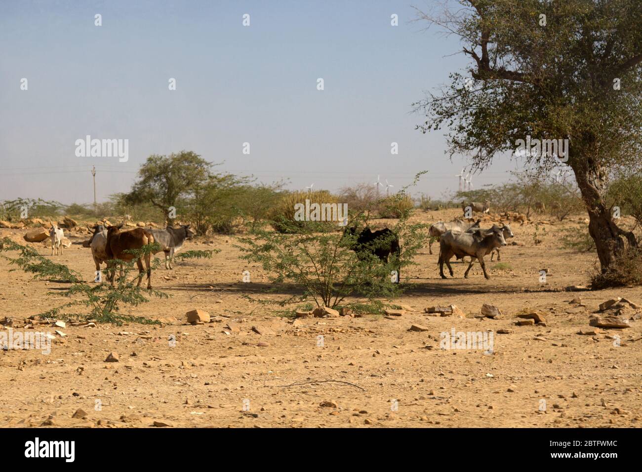 Zebù nel deserto argilloso. Mucche, acacia e turbine eoliche. Rajasthan Foto Stock