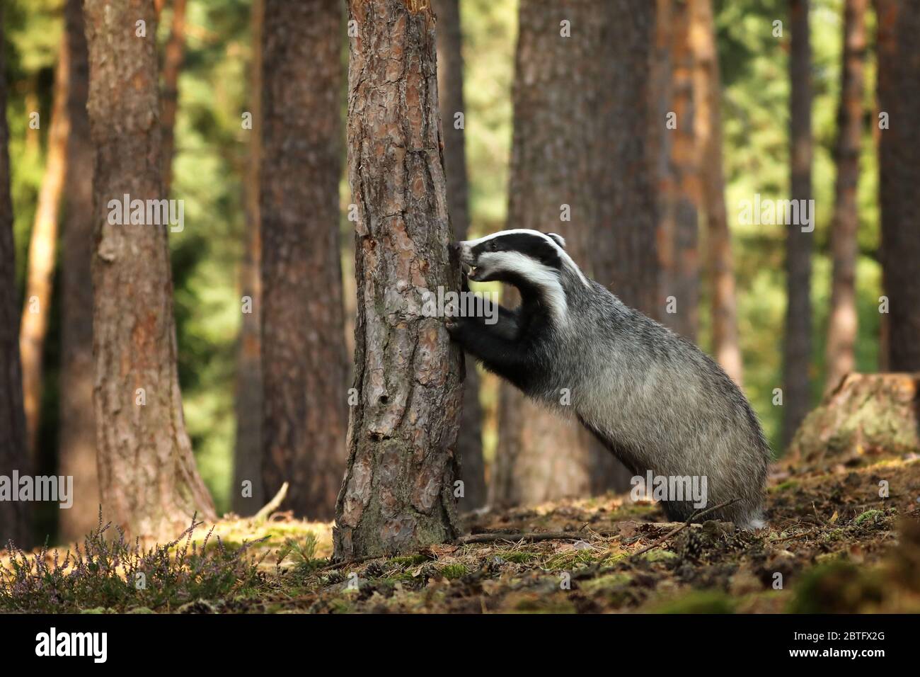 Badger nella foresta, habitat naturale animale, repubblica Ceca, Europa. Scena della fauna selvatica. Wild Badger, Meles meles, animale in legno. Badge europeo. Foto Stock