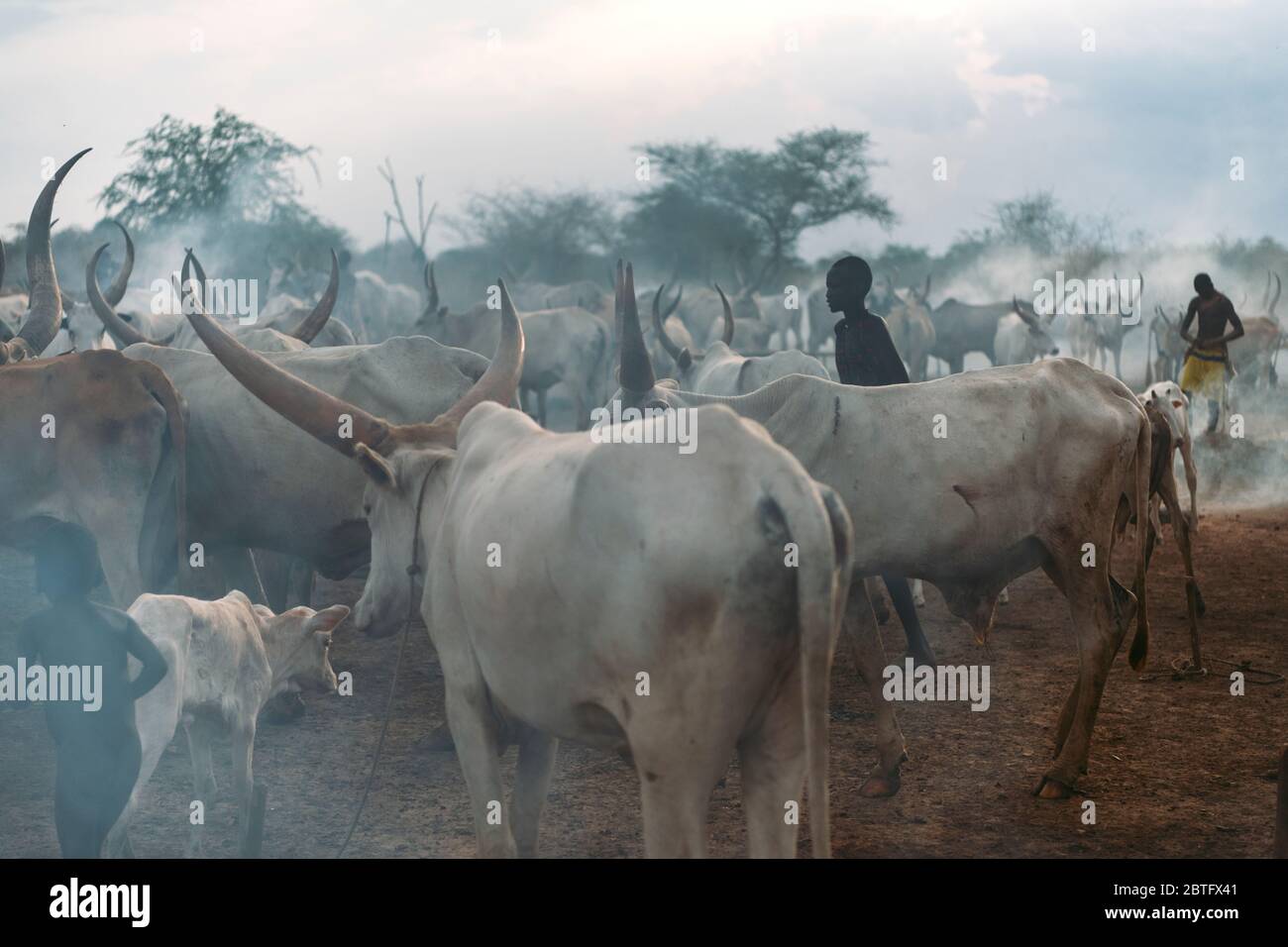 TRIBÙ MUNDARI, SUDAN DEL SUD - 11 MARZO 2020: Pastore che pascolano mucche magre con corna taglienti e grandi nel fumo nella savana nel Sudan del Sud in Foto Stock