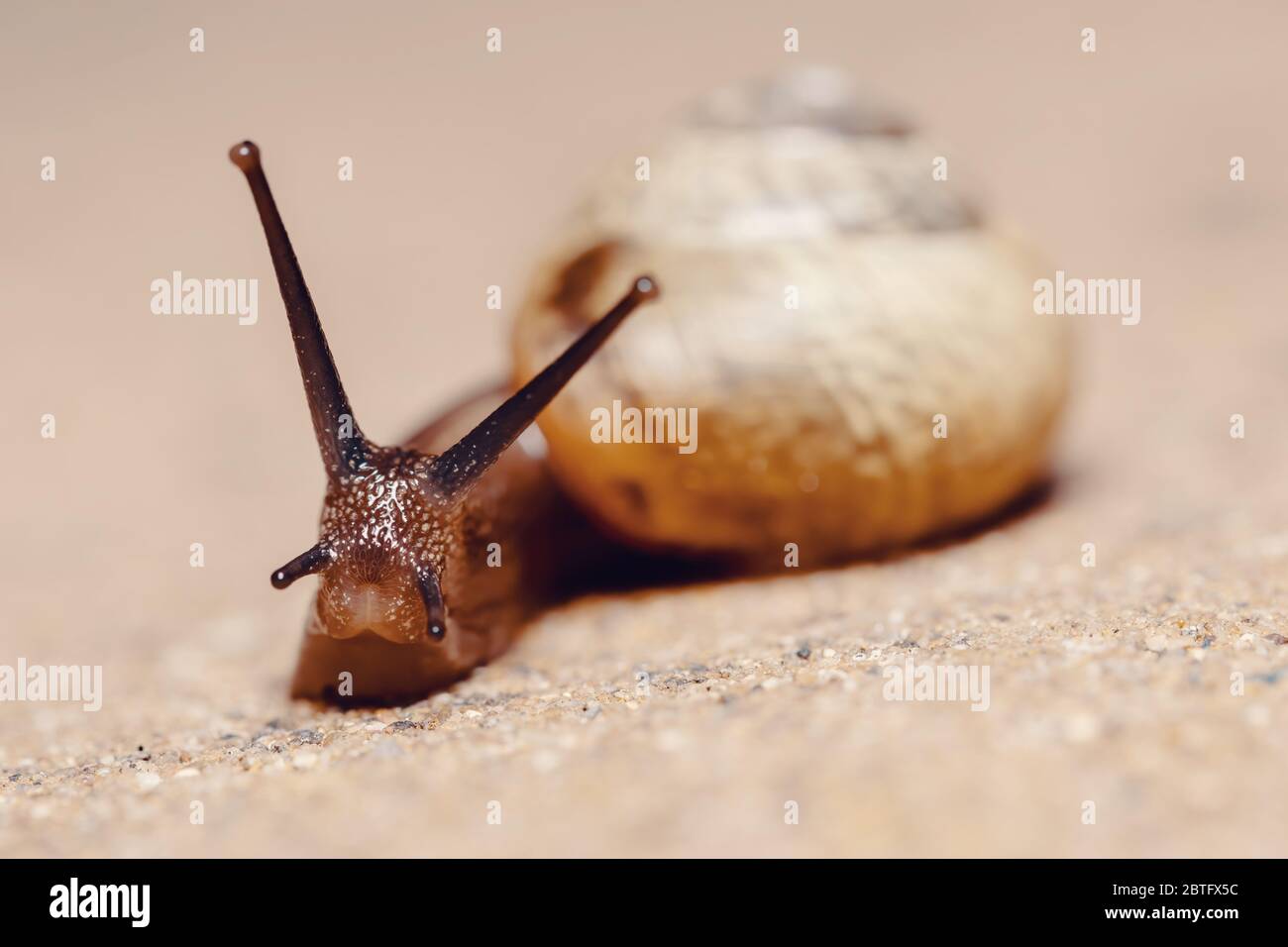Lumaca da giardino (Helix aspersa) in giardino di primavera, fauna selvatica europea, Repubblica Ceca Foto Stock