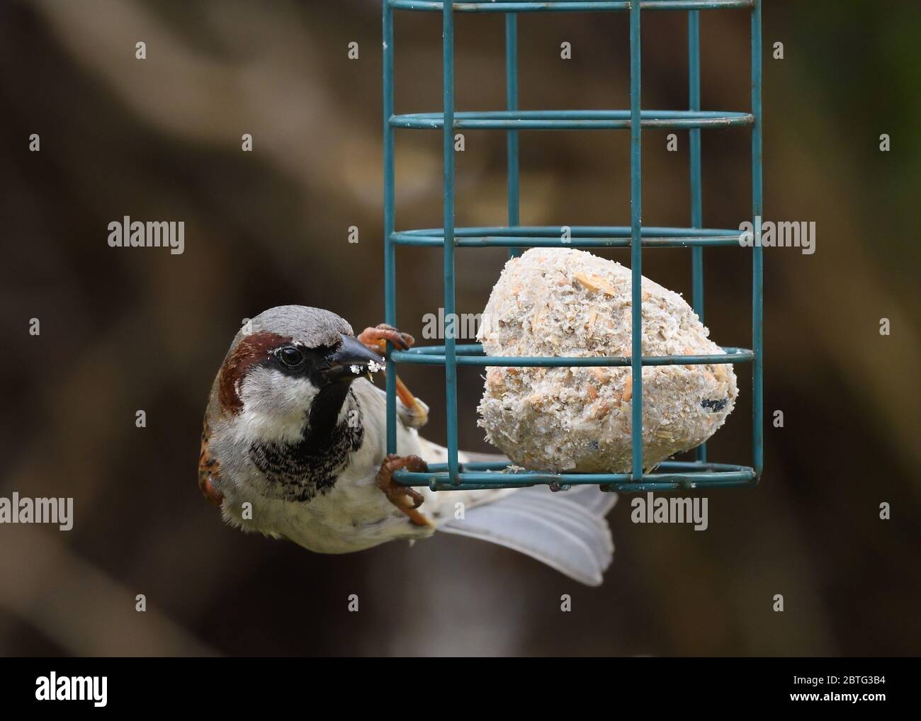 Maschio Casa Sparrow (Passer domesticus) aggrappato ad un alimentatore di uccelli contenente palle di grasso, in un giardino a Glasgow, Scozia, Regno Unito, Europa Foto Stock