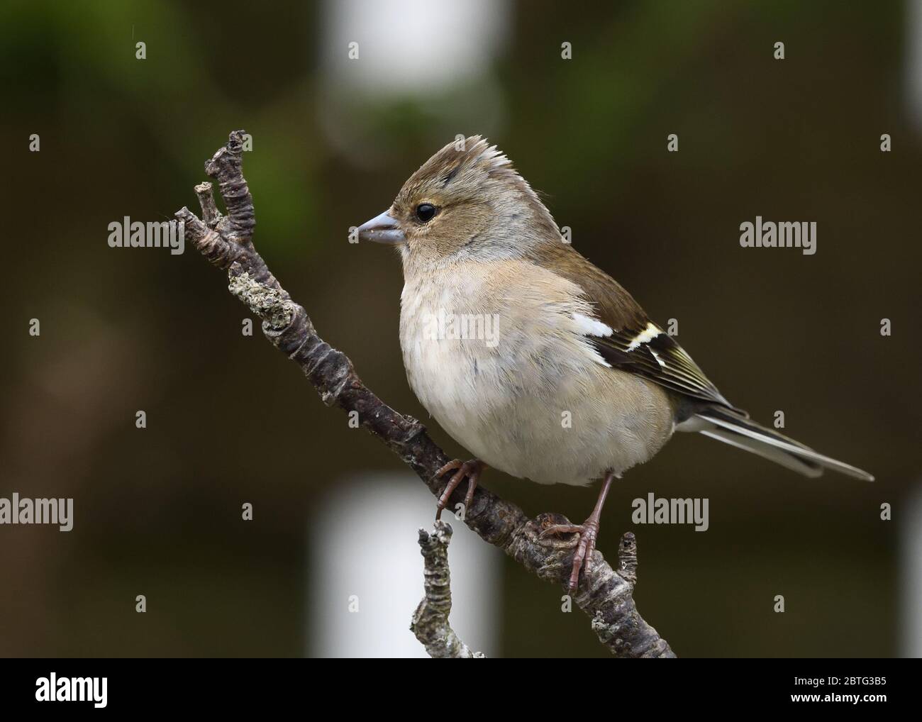 Il Chaffinch femminile (Fringilla coelebs) è un comune e diffuso fringuello in tutto il Regno Unito e in Europa Foto Stock