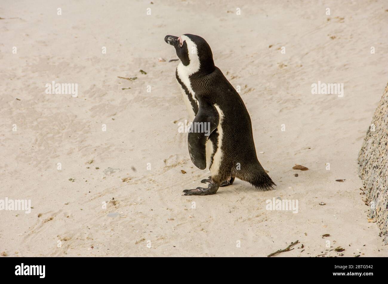 pinguini a boulders spiaggia sud africa Foto Stock