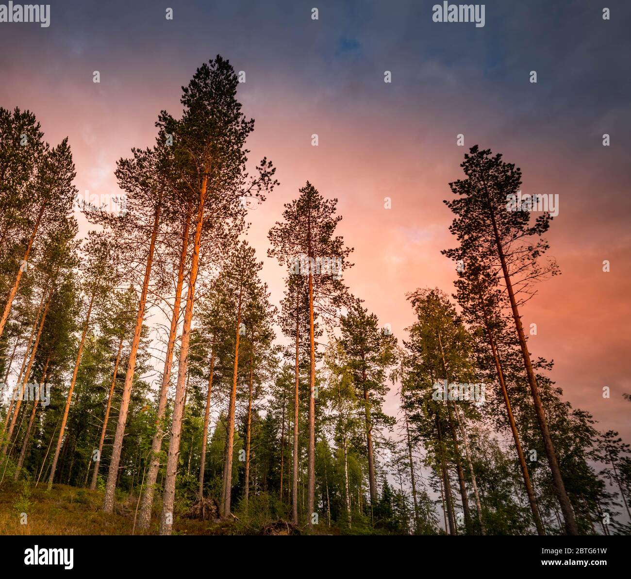 il tramonto d'autunno d'oro è cielo con le nuvole di rosa blu scuro e pesante sopra la pineta nella campagna svedese Foto Stock