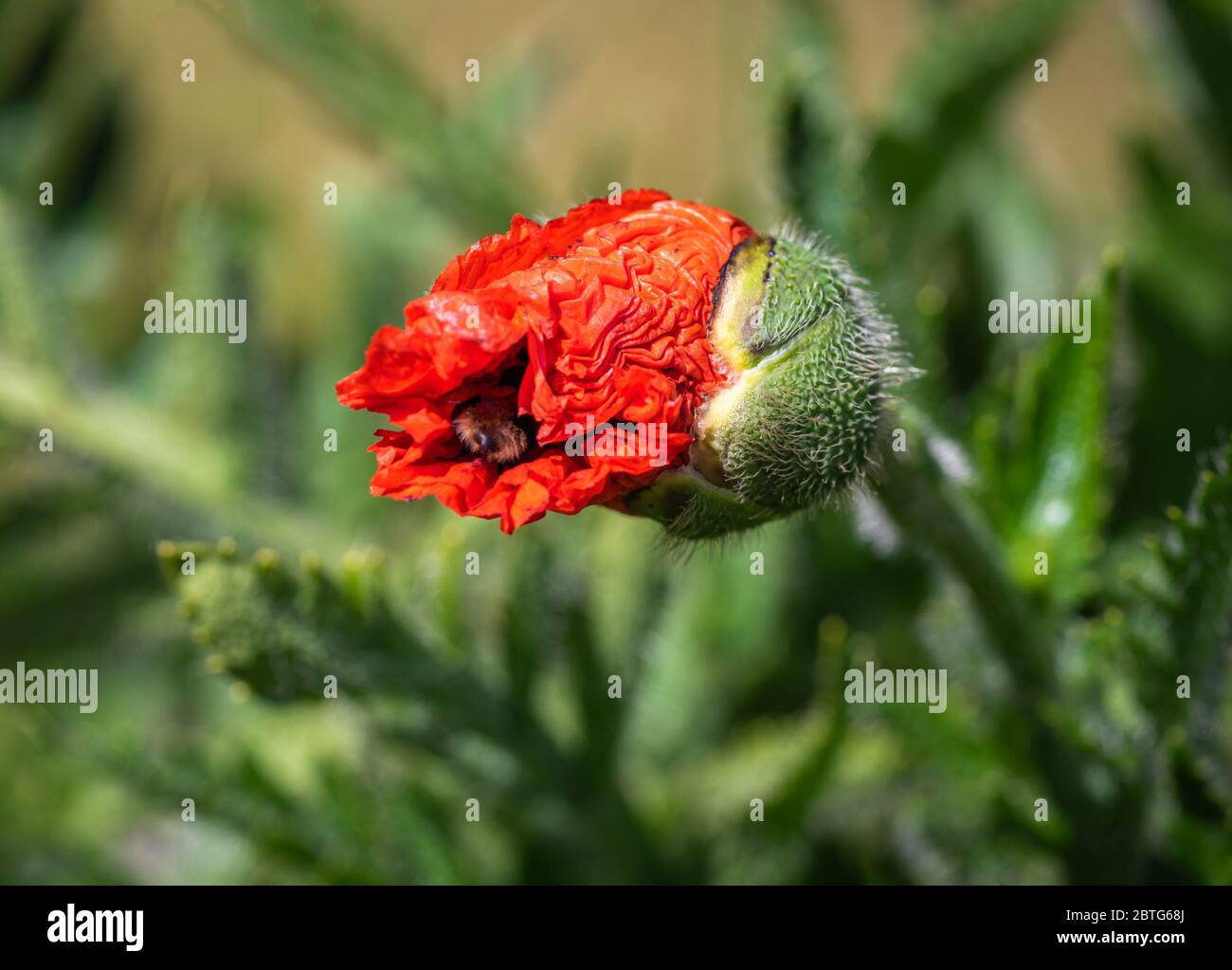 Un fiore rosso brillante del papaver somniferum o anche conosciuto come pianta di apertura papavero in un giardino nel sud dell'Inghilterra, Regno Unito Foto Stock