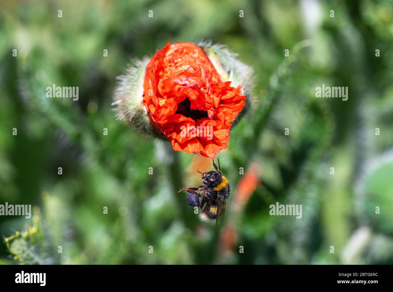 Un bumblebee dalla coda bianca (Bombus lucorum) aggrappato ad un fiore rosso emergente di una pianta di papavero (Papaver somniferum) in un giardino durante la primavera, Regno Unito Foto Stock