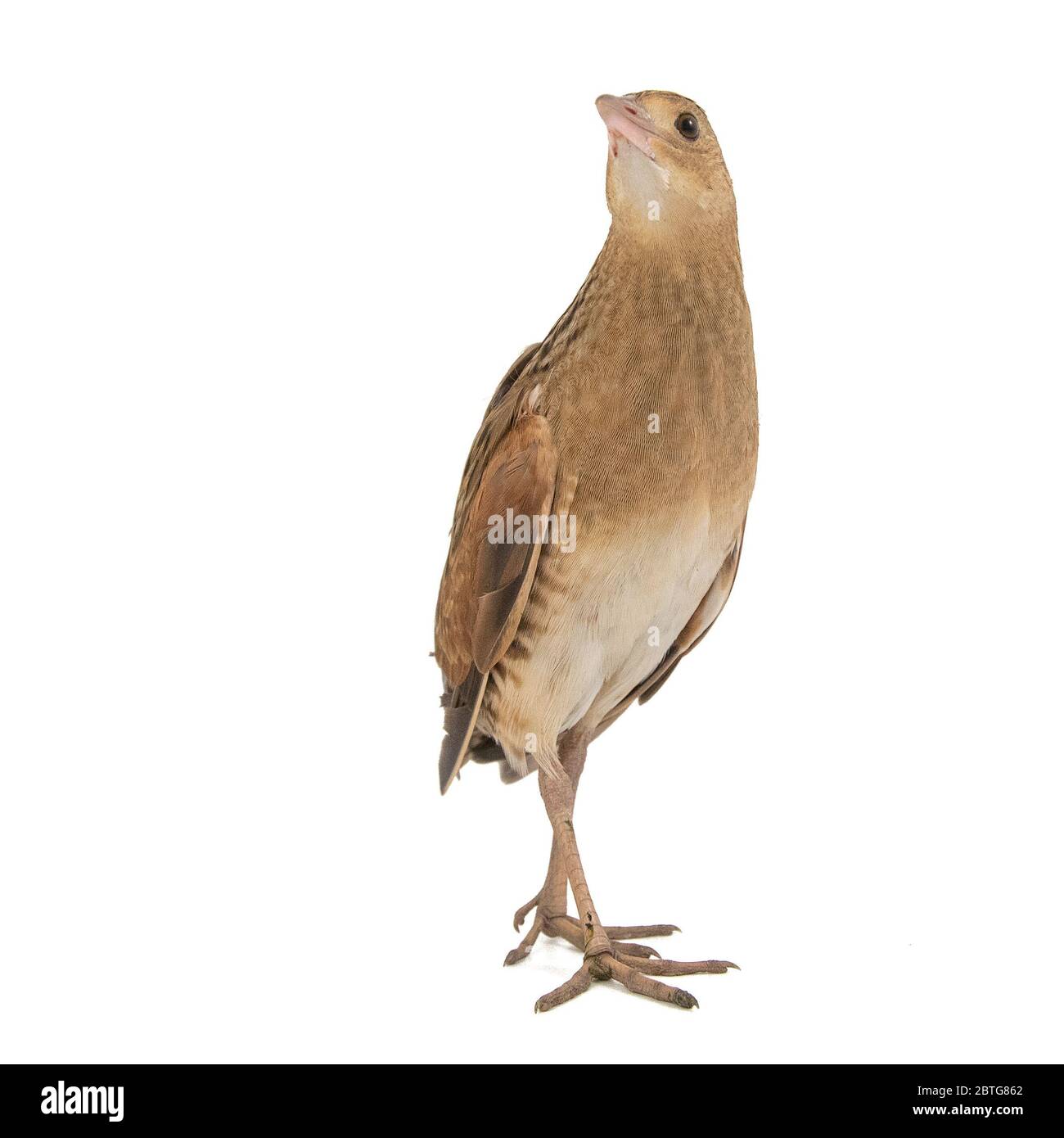 Corncrake o Landrail Crex crex, isolato su bianco. Foto Stock