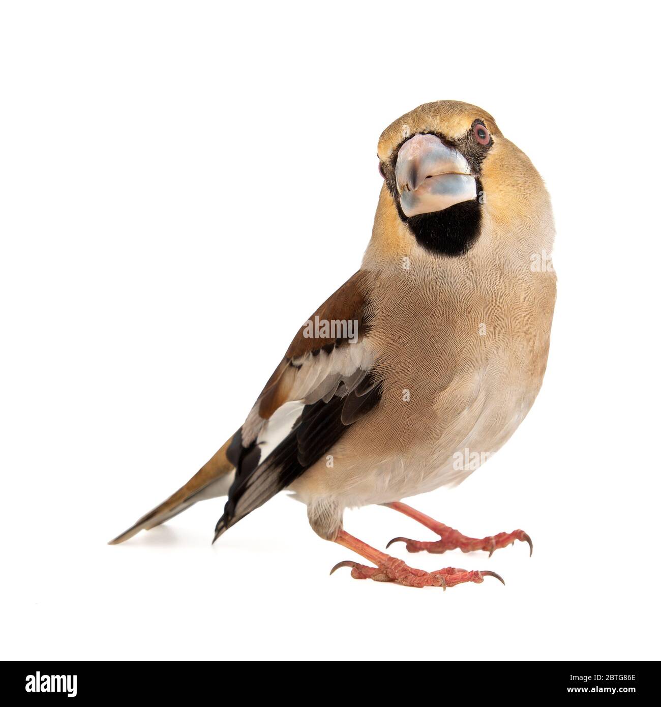 Hawfinch Coccodraustes coccodraustes, isolato su sfondo bianco. Foto Stock