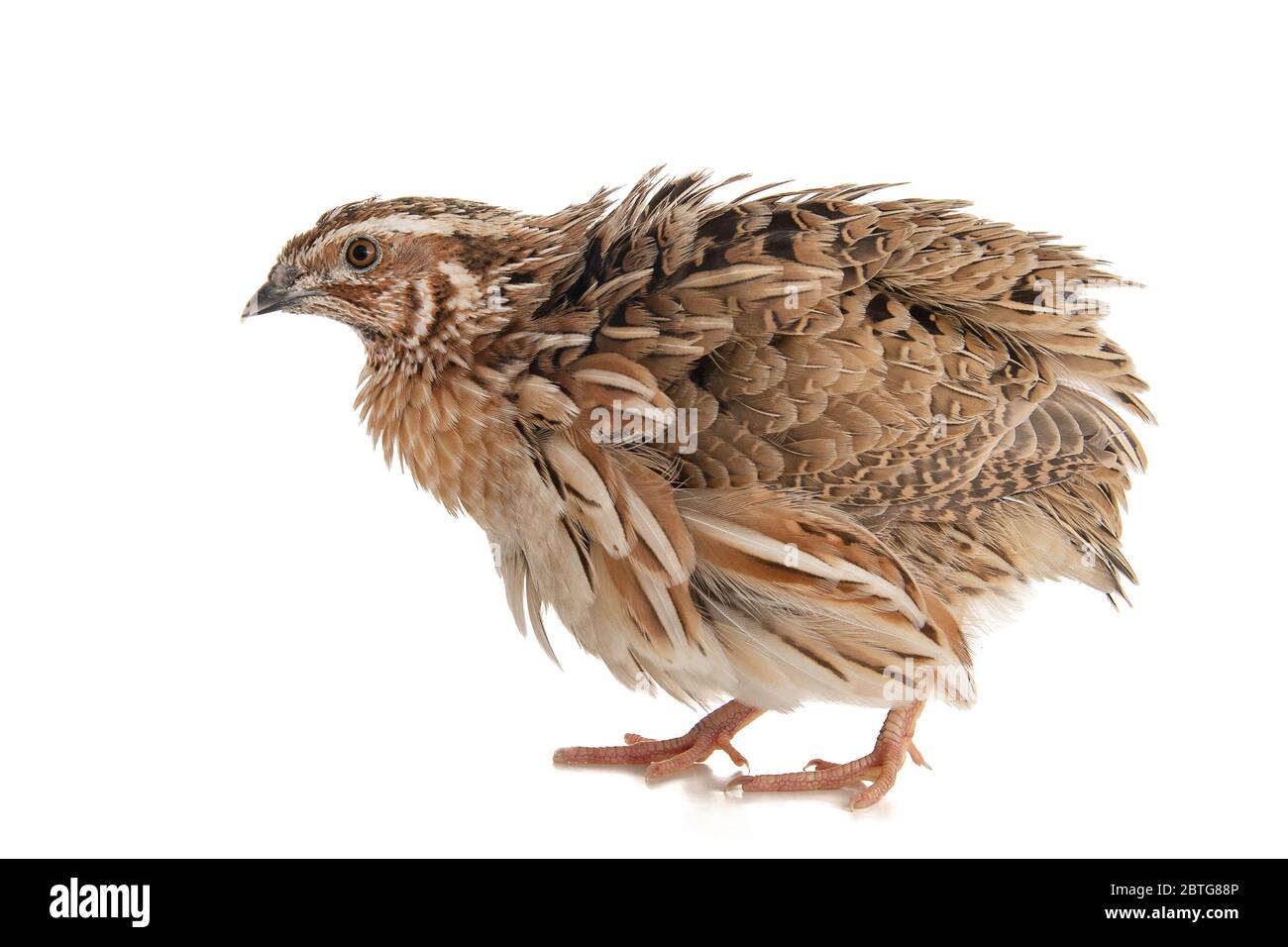 Quaglia selvaggia, coturnix coturnix, isolato su sfondo bianco. Foto Stock