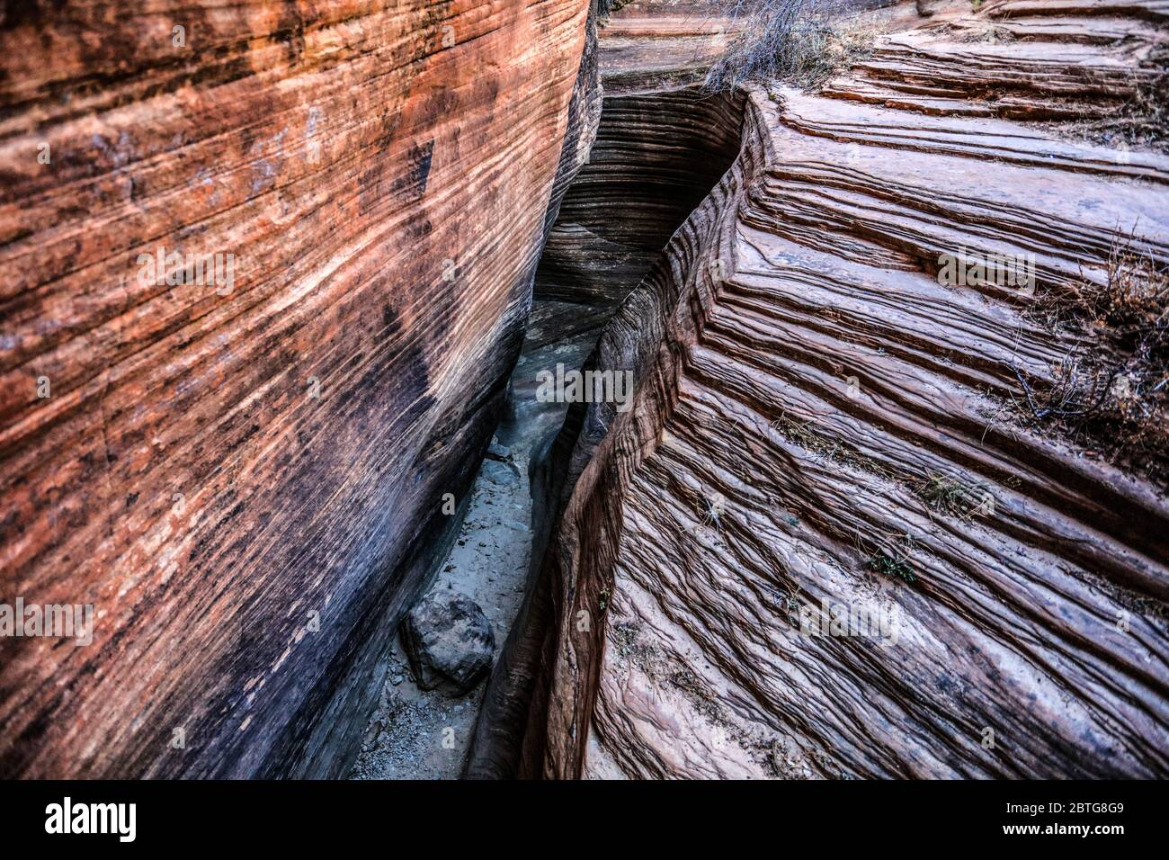 Stretto canyon slot vicino all'inizio di molte piscine Trail nella zona di Zion Wilderness. Foto Stock