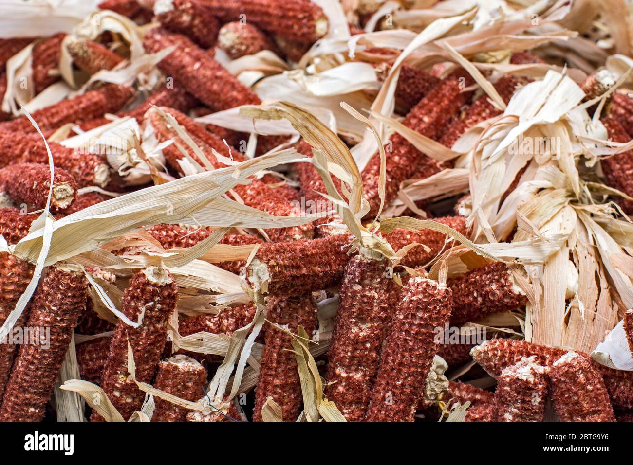 Rifiuti di pannocchie di mais per il riscaldamento, caricati su un  rimorchio del trattore. Offerta in vendita Foto stock - Alamy