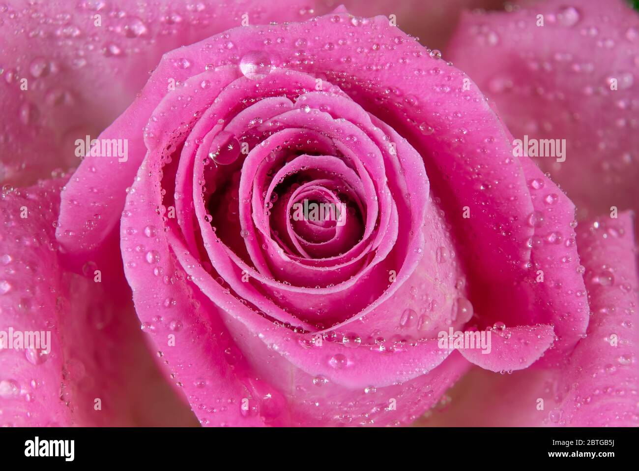 Chiudi macro shot di una rosa con gocce d'acqua Foto Stock