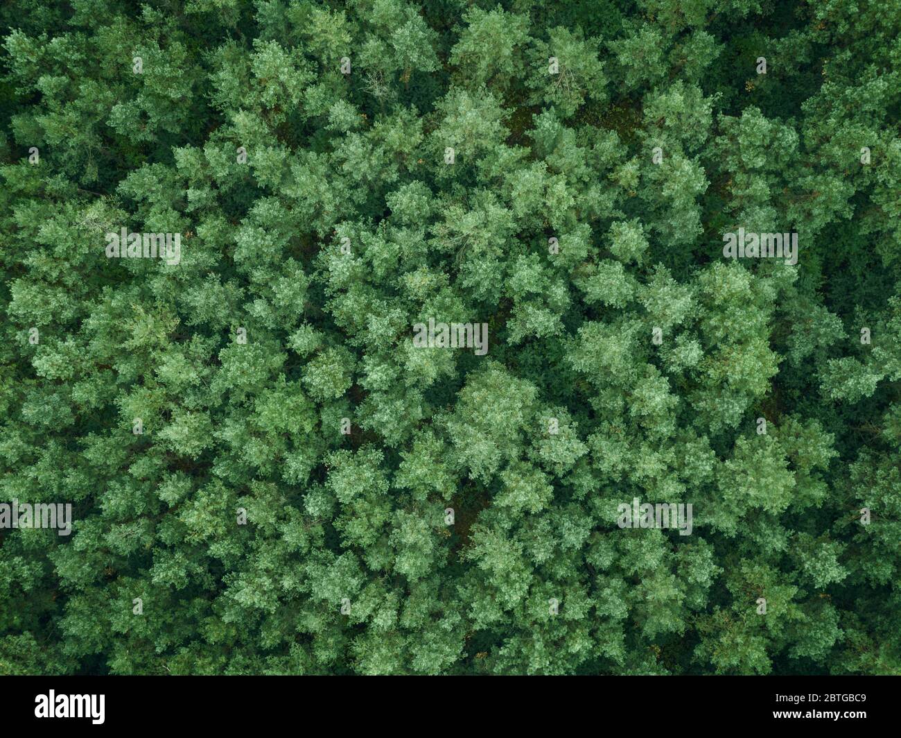 Immagine dall'alto in basso della foresta di pini verdi Foto Stock