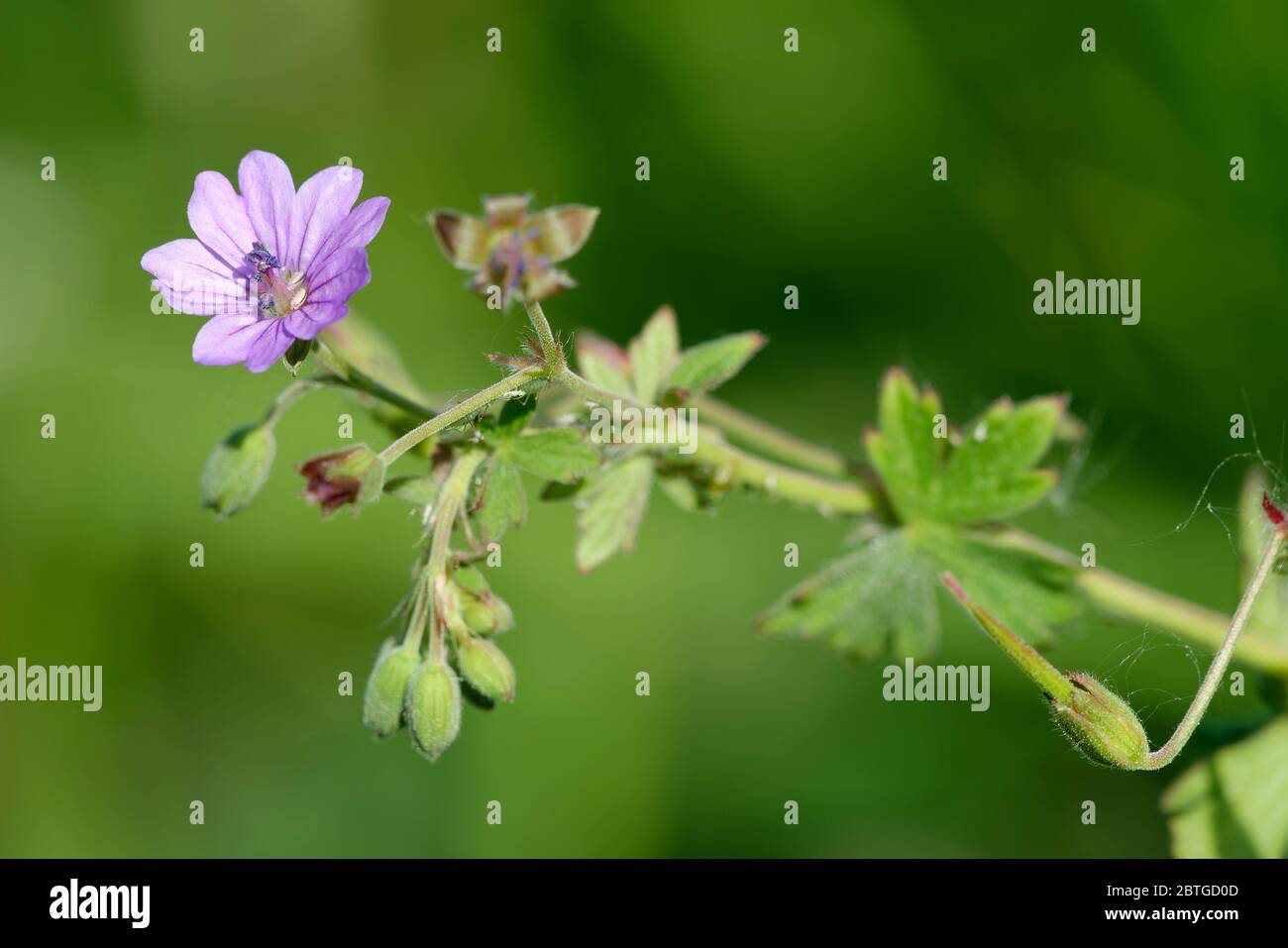Hedgerow Crane's-Bill - Geranium pyrenaicum Fiore, boccioli & semi Pod Foto Stock