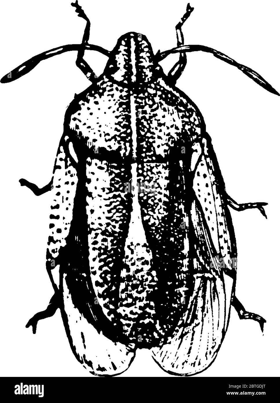 la figura mostra il bug marmorato marrone della palusta che è un insetto nella famiglia Pentatomidae che è nativo di Cina, Giappone, la penisola coreana, e Ta Illustrazione Vettoriale