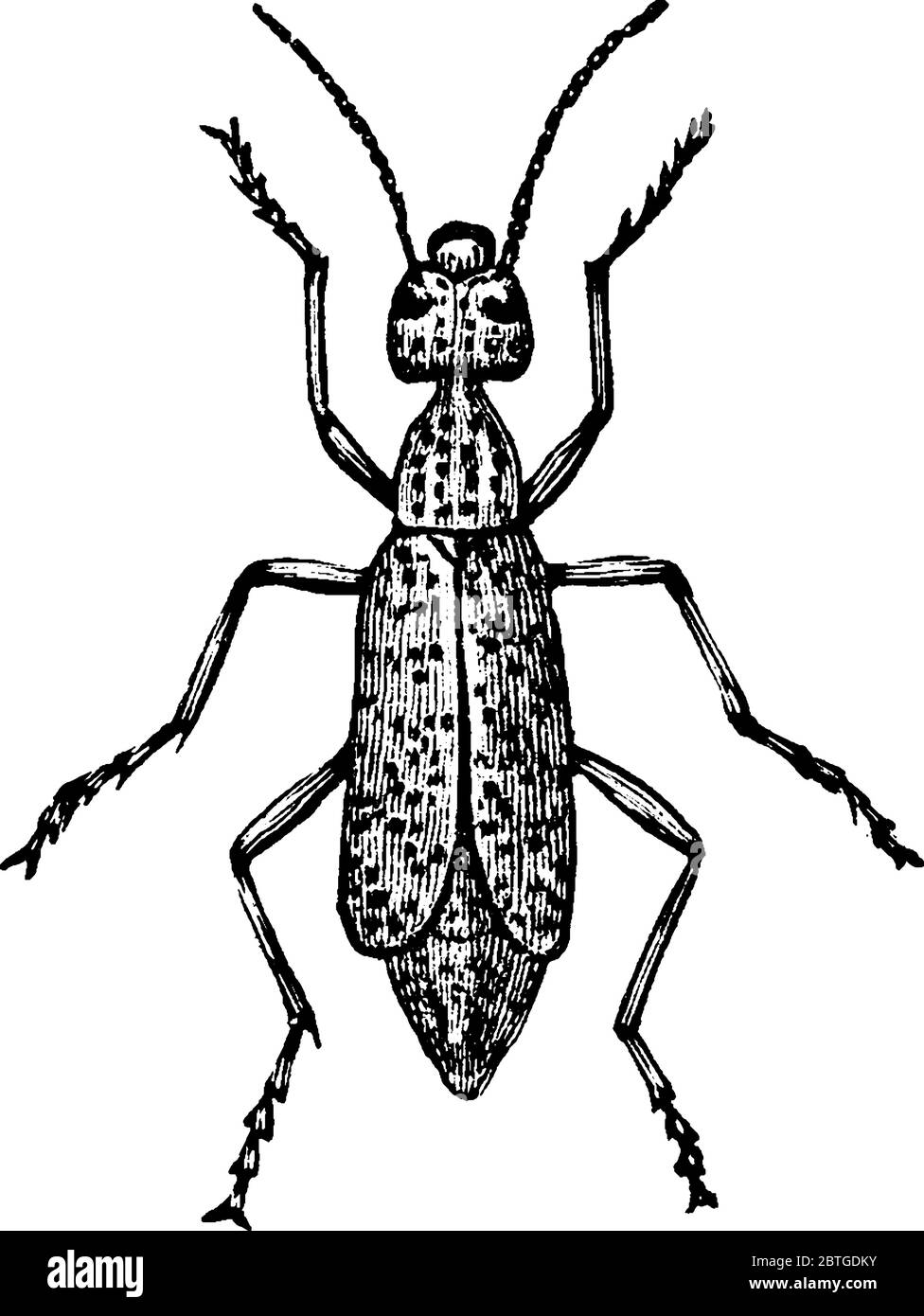 Una specie di vescicole nella famiglia Meloidae, disegno di linea d'annata o illustrazione dell'incisione. Illustrazione Vettoriale
