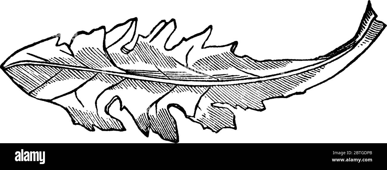 Le divisioni delle foglie pinnatificate sono rivolte verso il basso e triangolari per forma, disegno di linee d'annata o illustrazione dell'incisione. Illustrazione Vettoriale