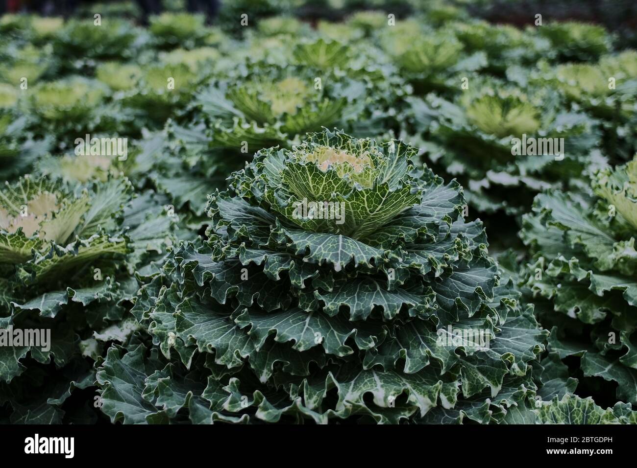 Natura in piena fioritura Foto Stock