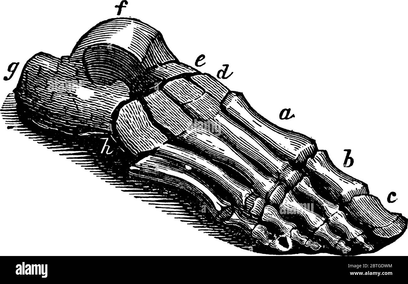 Le ossa tarsali del piede si trovano nella zona del piede medio e del piede posteriore del piede umano, disegno di linea vintage o illustrazione di incisione. Illustrazione Vettoriale