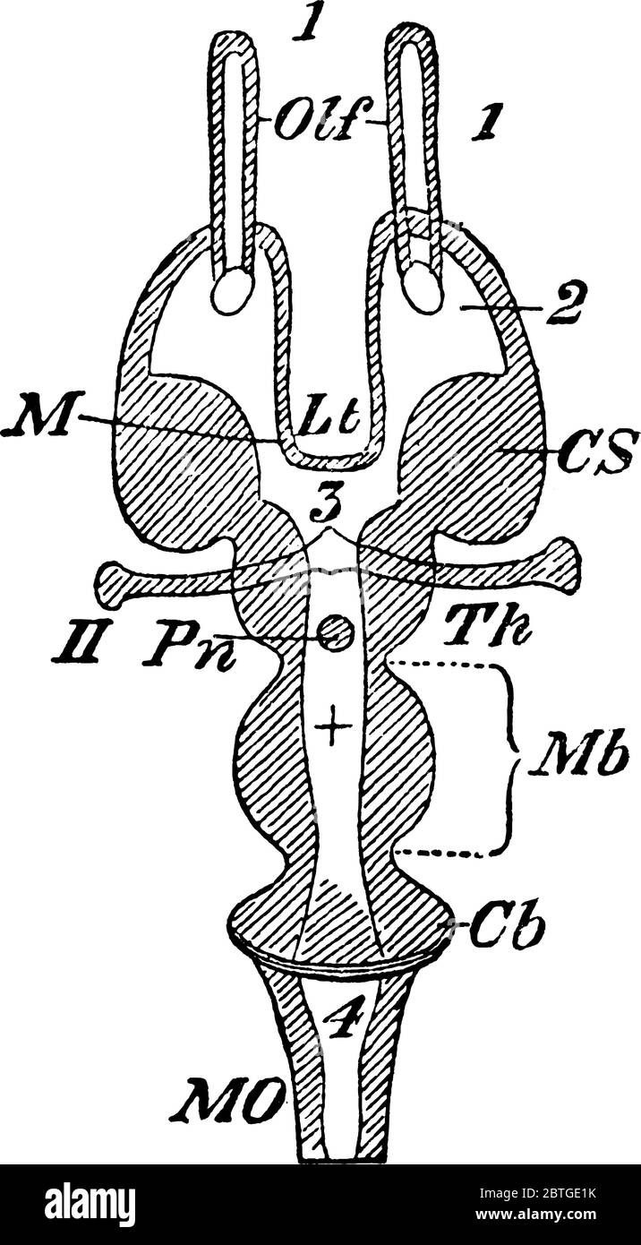 Encefalone vertebrato in sezione orizzontale, con le sue parti etichettate, disegno di linee vintage o illustrazione dell'incisione. Illustrazione Vettoriale