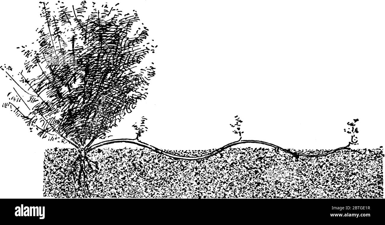 Un grande ramo di id serpentino piegato in modo ondulato dove le parti piegate sono coperte e gli intervalli lasciati sopra, disegno di linea vintage o illusione di incisione Illustrazione Vettoriale