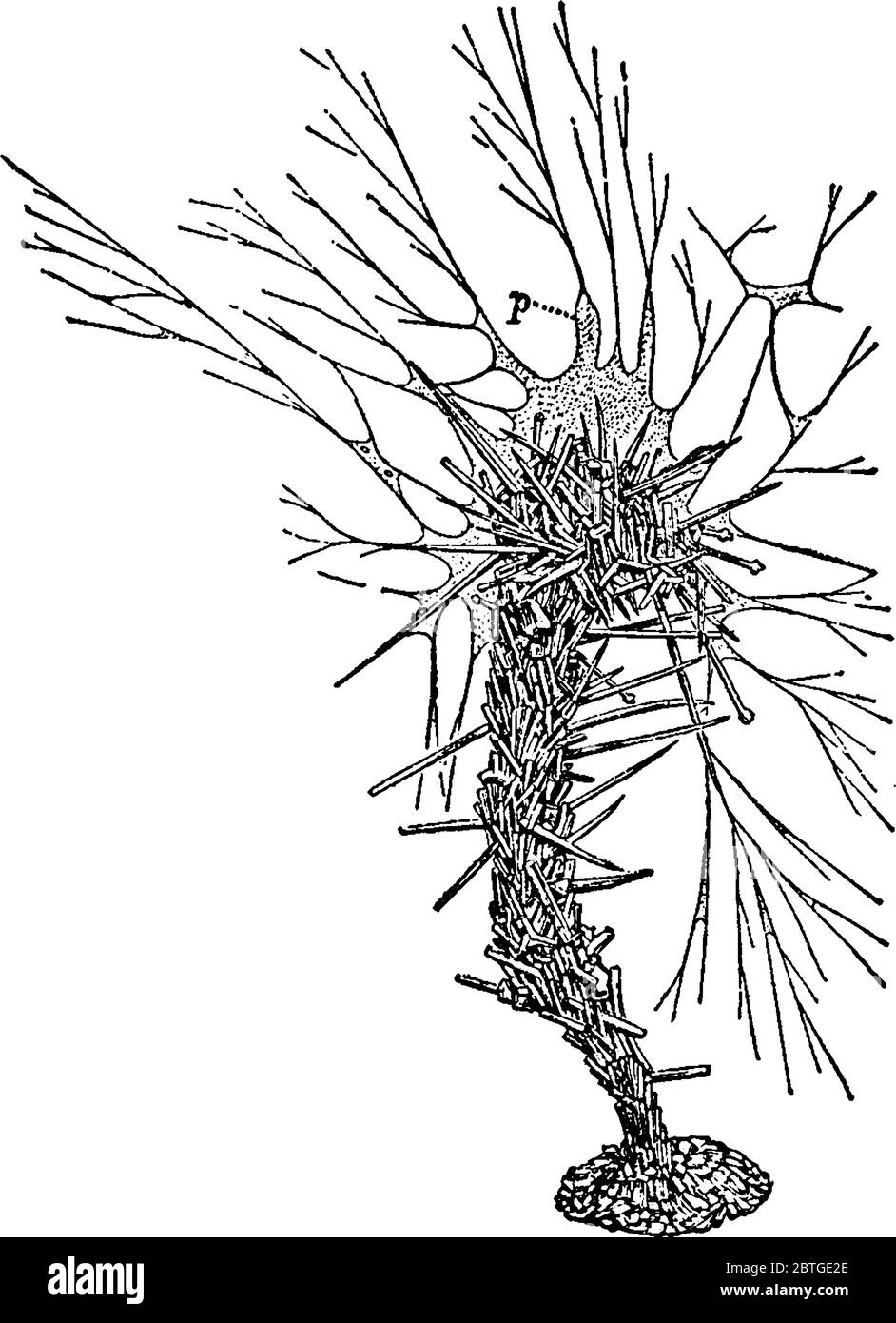 L'esemplare vivente che mostra la conchiglia a forma di verricello, formata da granelli di sabbia e spugne, disegno di linea d'annata o illustrazione dell'incisione. Illustrazione Vettoriale