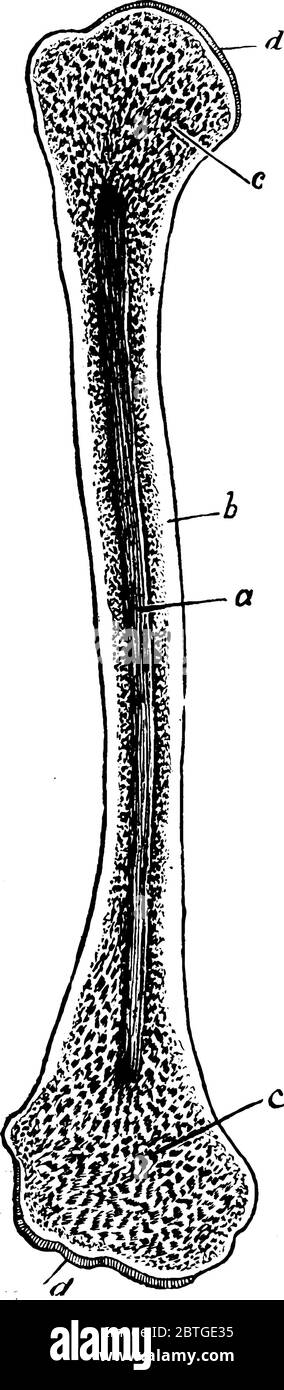 L'omero si apre, con le sue parti etichettate come a, b, c e d, che rappresentano, cavità midollare, osso duro, osso spugnoso e cartilagine, linea vintage drawi Illustrazione Vettoriale