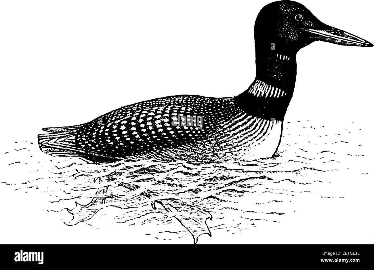 Il Loon è un uccello acquatico della famiglia Gaviidae, che si nutre di pesci per immersione, disegno di linee d'annata o illustrazione dell'incisione. Illustrazione Vettoriale