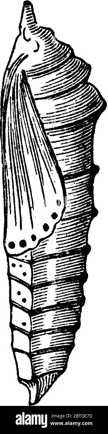Le pupe di diversi gruppi di insetti hanno nomi diversi come il crisalide per le pupe di farfalle racchiuse in altre strutture come il cocco Illustrazione Vettoriale