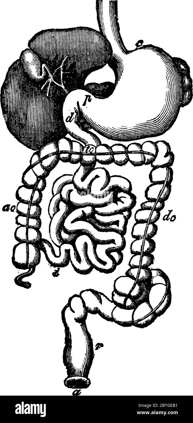 Diagramma degli organi digestivi umani consiste di grande, intestino, intestino tenue, stomaco, fegato e milza. Questi organi insieme quasi riempire l'inte Illustrazione Vettoriale