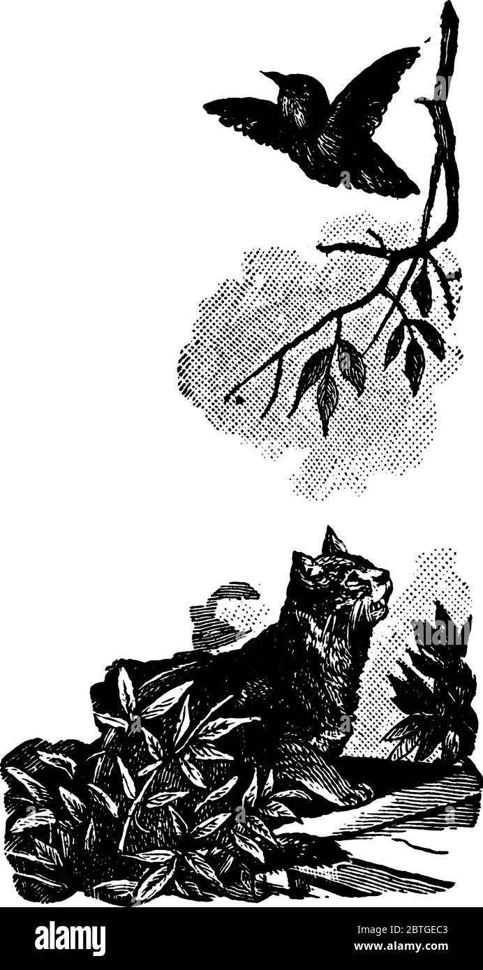 Una rappresentazione tipica di un gatto che insegue un uccello, e a sua volta l'uccello volò nel cielo, flappando le sue ali, disegno di linee vintage o incisioni illuste Illustrazione Vettoriale