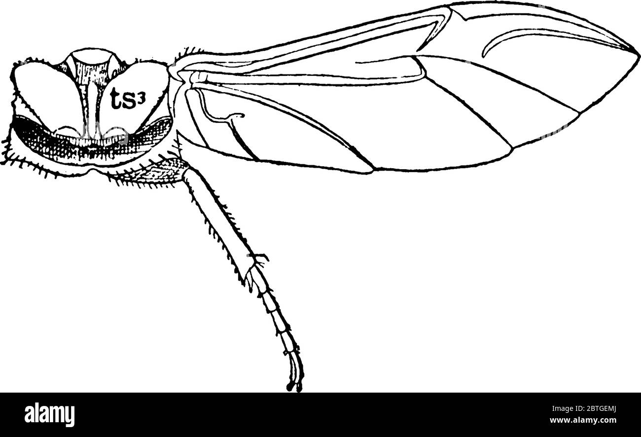 May Beetle è un coleottero rosso-marrone con coperture dell'ala lucenti, conosciuto anche come June Bug. Questa figura rappresenta Metathorax di May Beetle, disegno di linea vintage Illustrazione Vettoriale