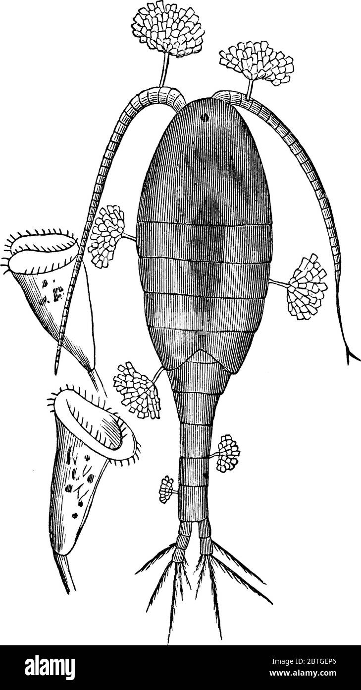 Epistylis anastatica, ingrandita, che cresce in sette zoödendria colonie dendriformiche di zoöids, su un crostacei entomostracous, linea vintage disegno o Illustrazione Vettoriale