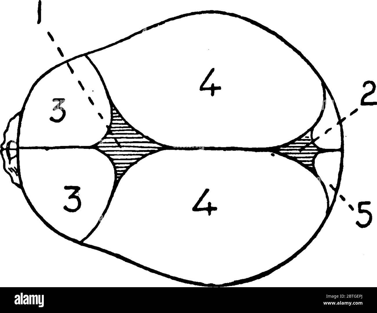 Una vista dall'alto del cranio umano al momento della nascita, con le sue parti etichettate, disegno di linee vintage o illustrazione dell'incisione. Illustrazione Vettoriale