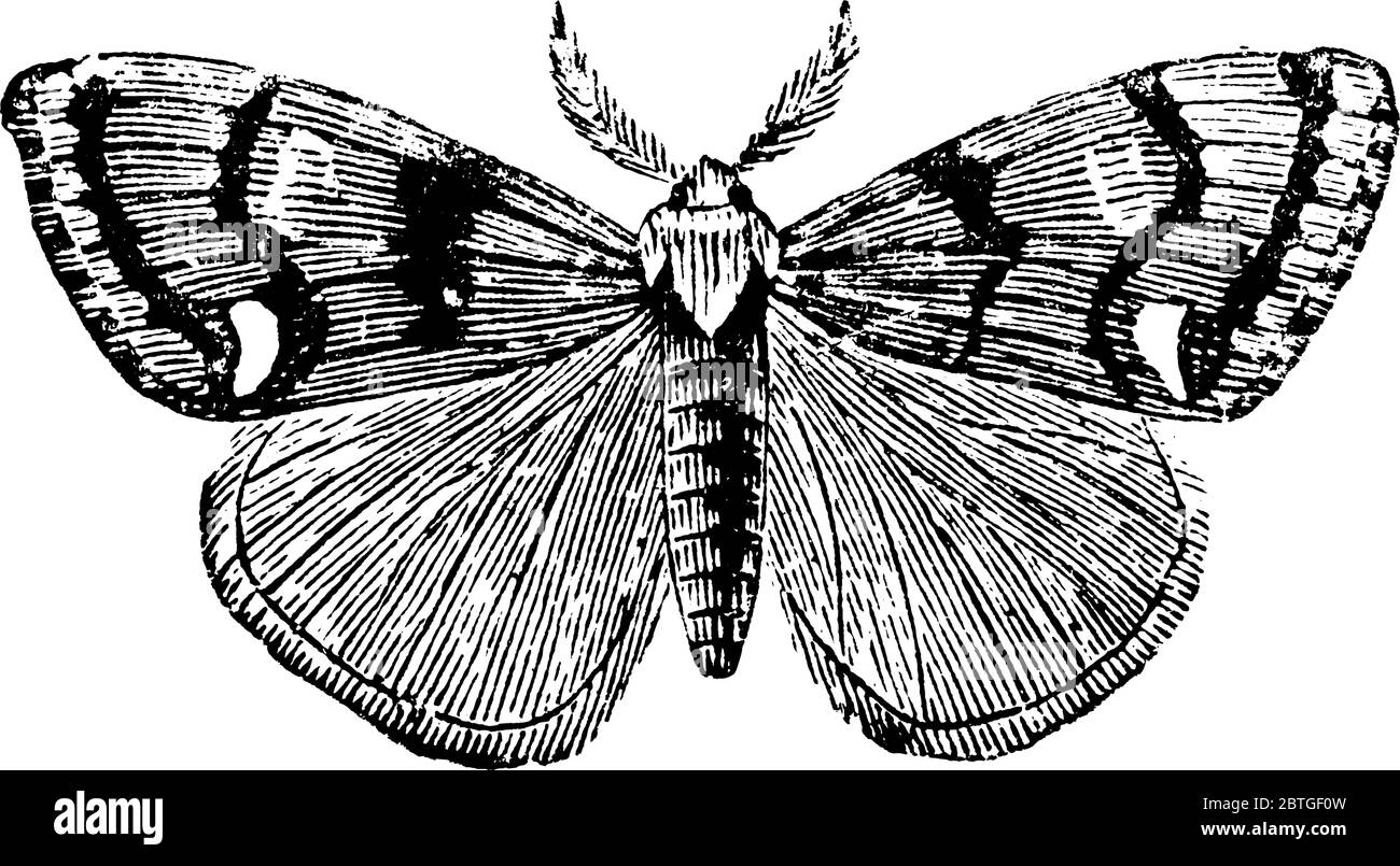Falena vaponer con corpo marrone scuro e ali brune arrugginite, disegno di linee vintage o illustrazione dell'incisione. Illustrazione Vettoriale
