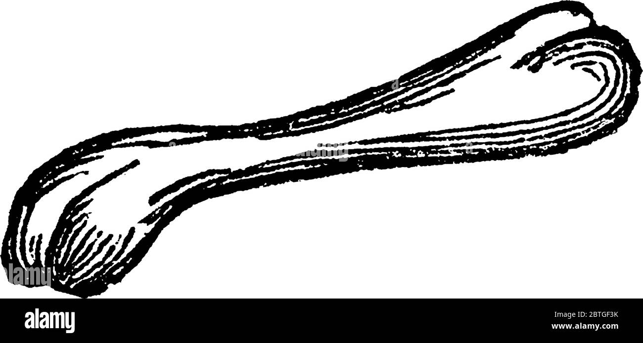 Lo scheletro umano, la struttura interna del corpo e composto da circa 270 ossa alla nascita. Qui è mostrato un solido, duro, sostanza biancastra, compo Illustrazione Vettoriale