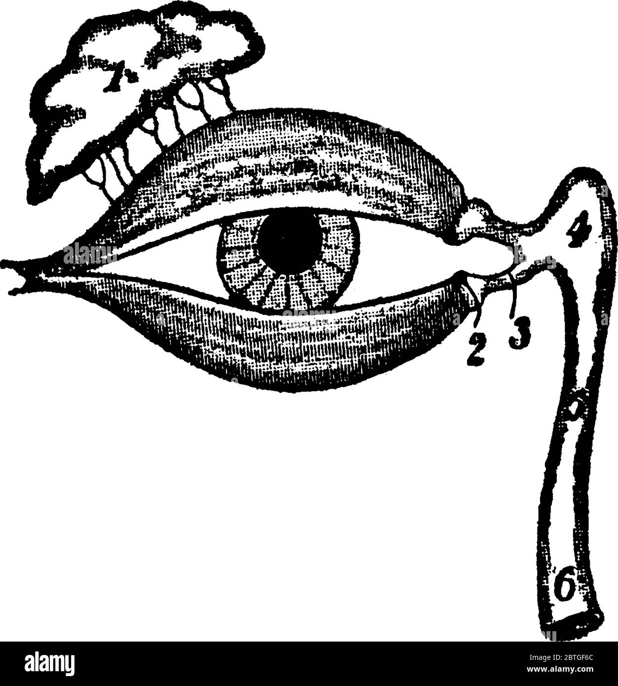 Diagramma di occhio umano con ghiandole esocrine a forma di mandorla che secernono il liquido lacrimale noto anche come ghiandole lacrimali., disegno di linea vintage o incisione i Illustrazione Vettoriale