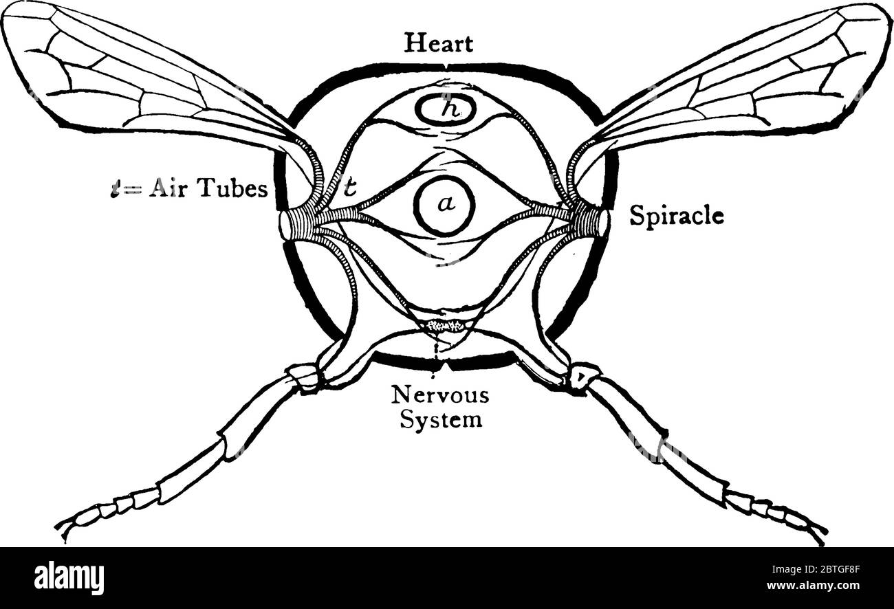 Sezione trasversale di Grasshopper che mostra le parti interne del grasshopper, consistono di cuore, sistema nervoso, spiracolo, e tubi d'aria., linea d vintage Illustrazione Vettoriale