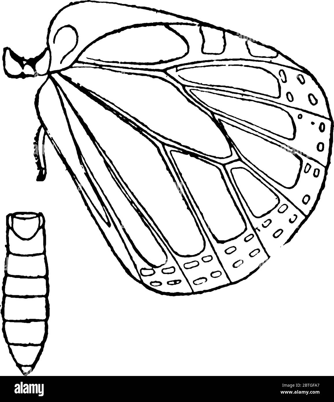 La sezione del corpo di Monarch Butterfly dopo la testa è chiamata torace, questo diagramma mostra sezione Metathorax del torace., disegno di linea vintage o incisione Illustrazione Vettoriale