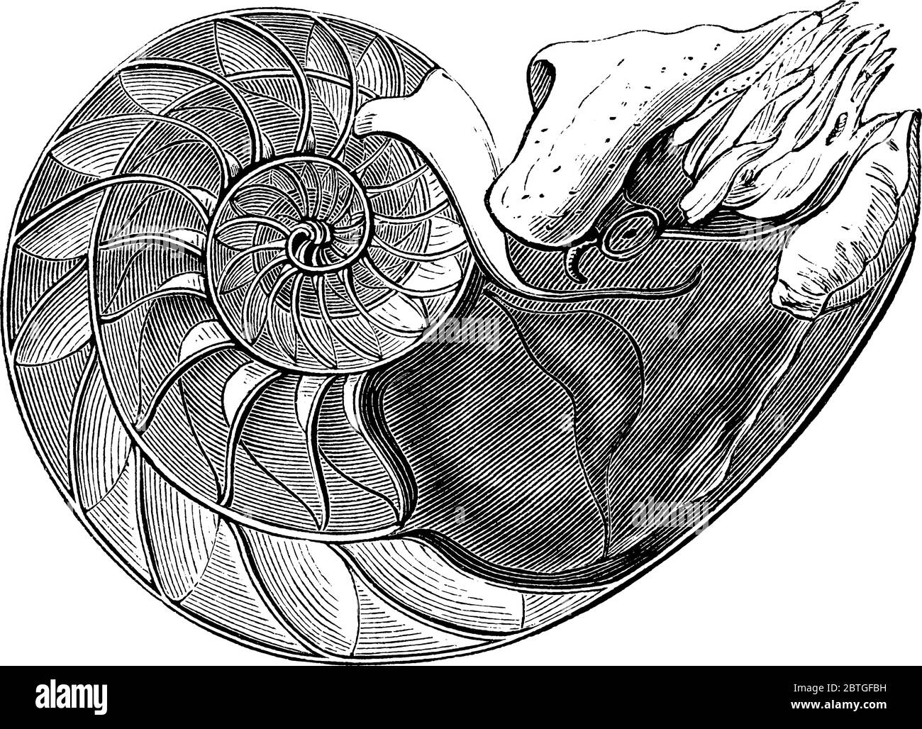 Il priny Nautilus è un mollusco marino pelagico della famiglia dei cefalopodi Nautilidae. Ha ripartito guscio esterno perlato pallido con strisce marroni Illustrazione Vettoriale